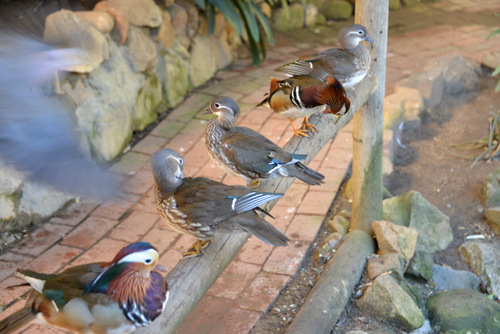 World of Birds Wildlife Sanctuary.